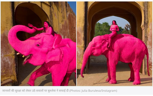 जयपुर में 'गुलाबी हाथी' के फोटोशूट पर मचा बवाल! विदेशी फोटोग्राफर की आर्ट के नाम पर खिंचाई; सोशल मीडिया पर उठी पशु क्रूरता की आवाज