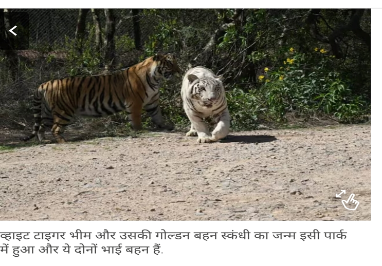 नाहरगढ़ टाइगर सफारी में बढ़ा रोमांच! पहली बार व्हाइट और गोल्डन टाइगर की हुई एंट्री; भीम और स्कंधी का लाइव मूवमेंट देख सकेंगे पर्यटक